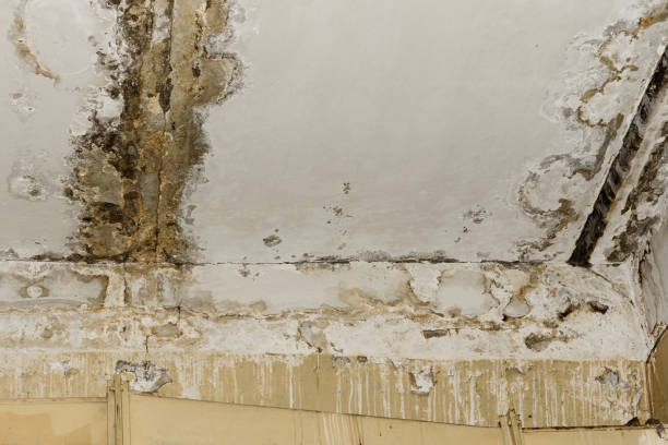  Brooktrails, CA Mold Removal Pros