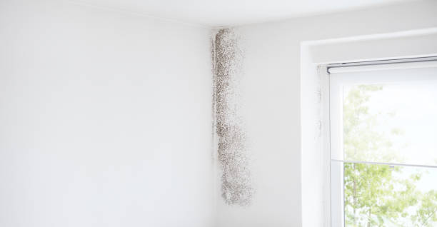 Best Biohazard Mold Removal  in Brooktrails, CA