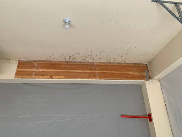 Best Attic Mold Removal  in Brooktrails, CA