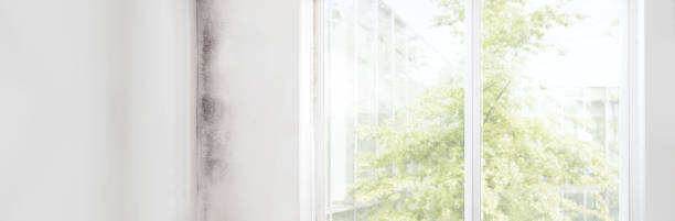 Best Industrial Mold Remediation  in Brooktrails, CA