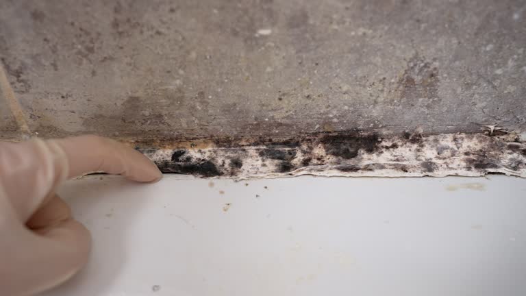 Best Black Mold Removal  in Brooktrails, CA